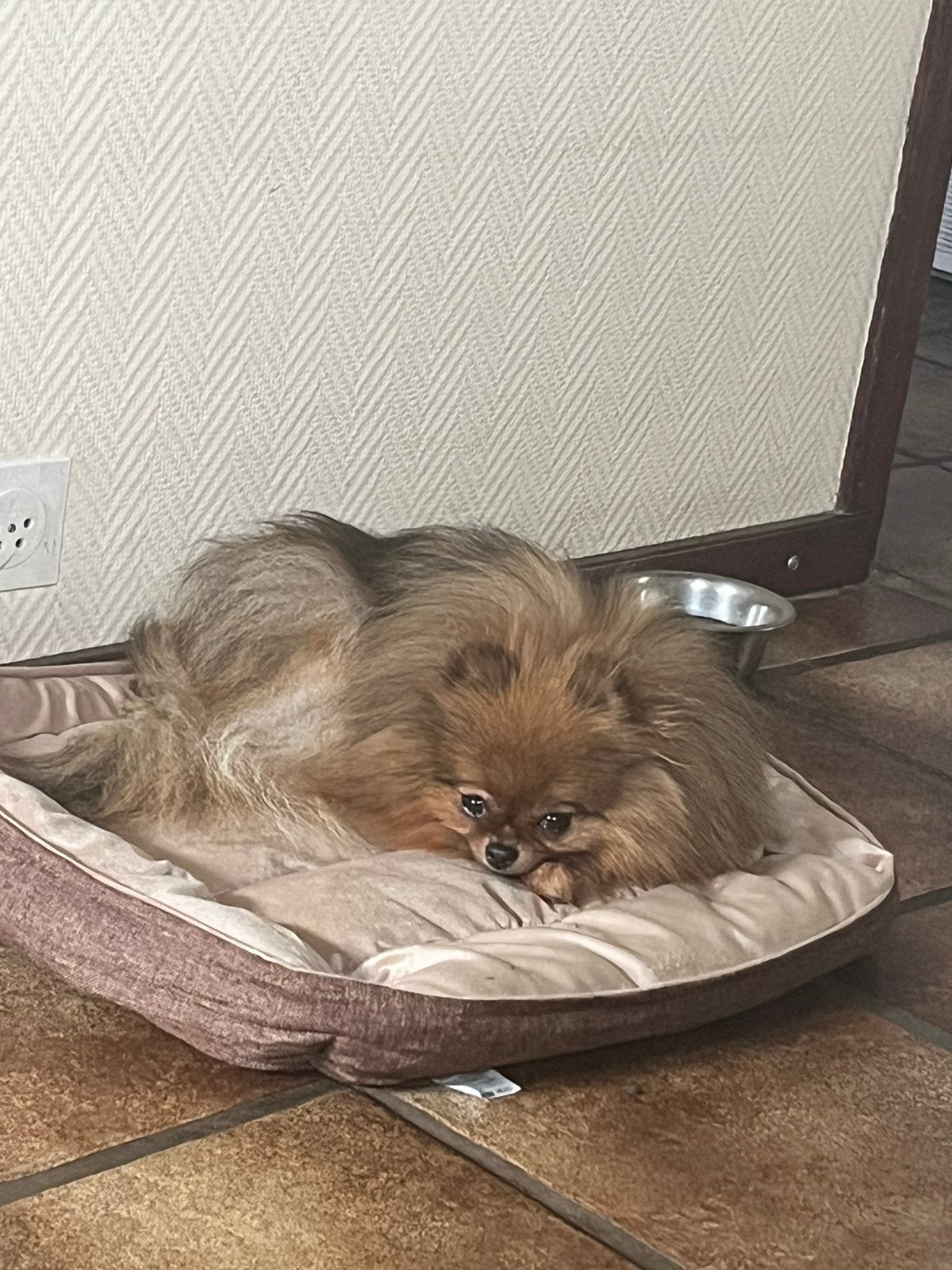 Lief pomeranian teefje (met fci stamboom), Keeshond, 1 tot 2 jaar, Teef, Parvo
