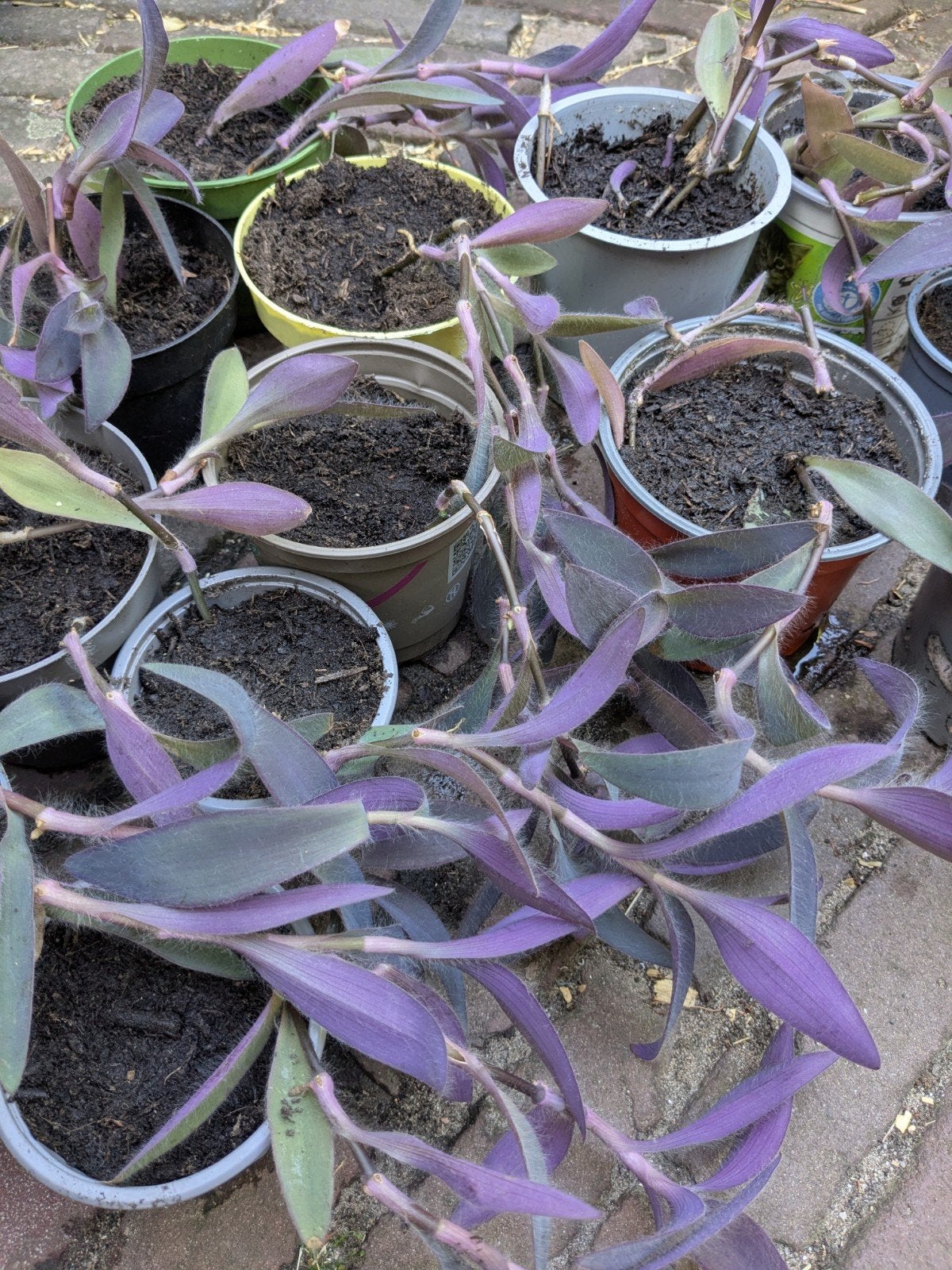 Kamerplant hangplant  Tradescantia Pallida paars 13x, Huis en Inrichting, Kamerplanten, Ophalen, Halfschaduw, Minder dan 100 cm