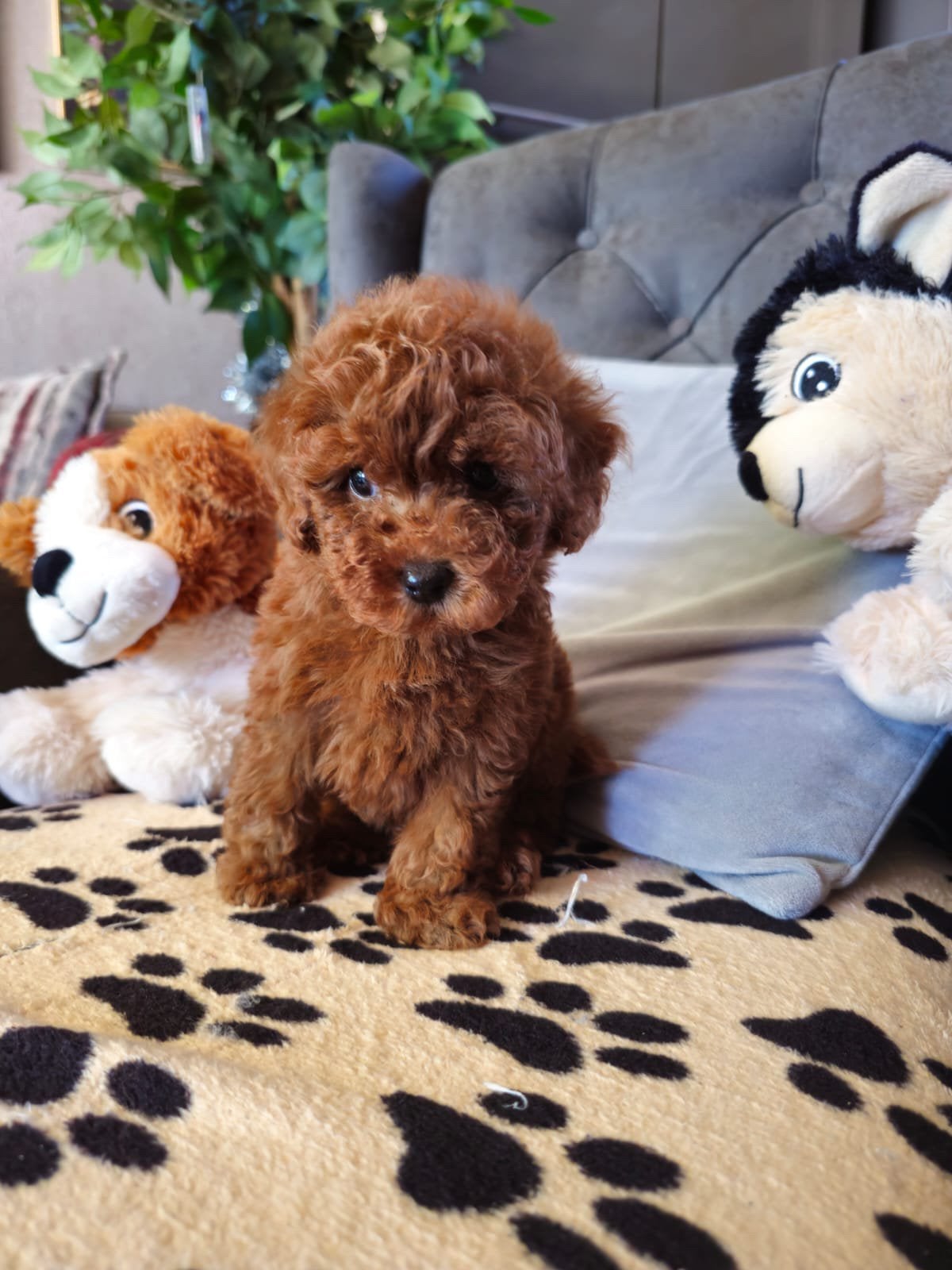 Raszuiver mini Toypoedel pups teefje teefjes toy poedel, Poedel, Particulier, 15 weken tot 1 jaar, Buitenland