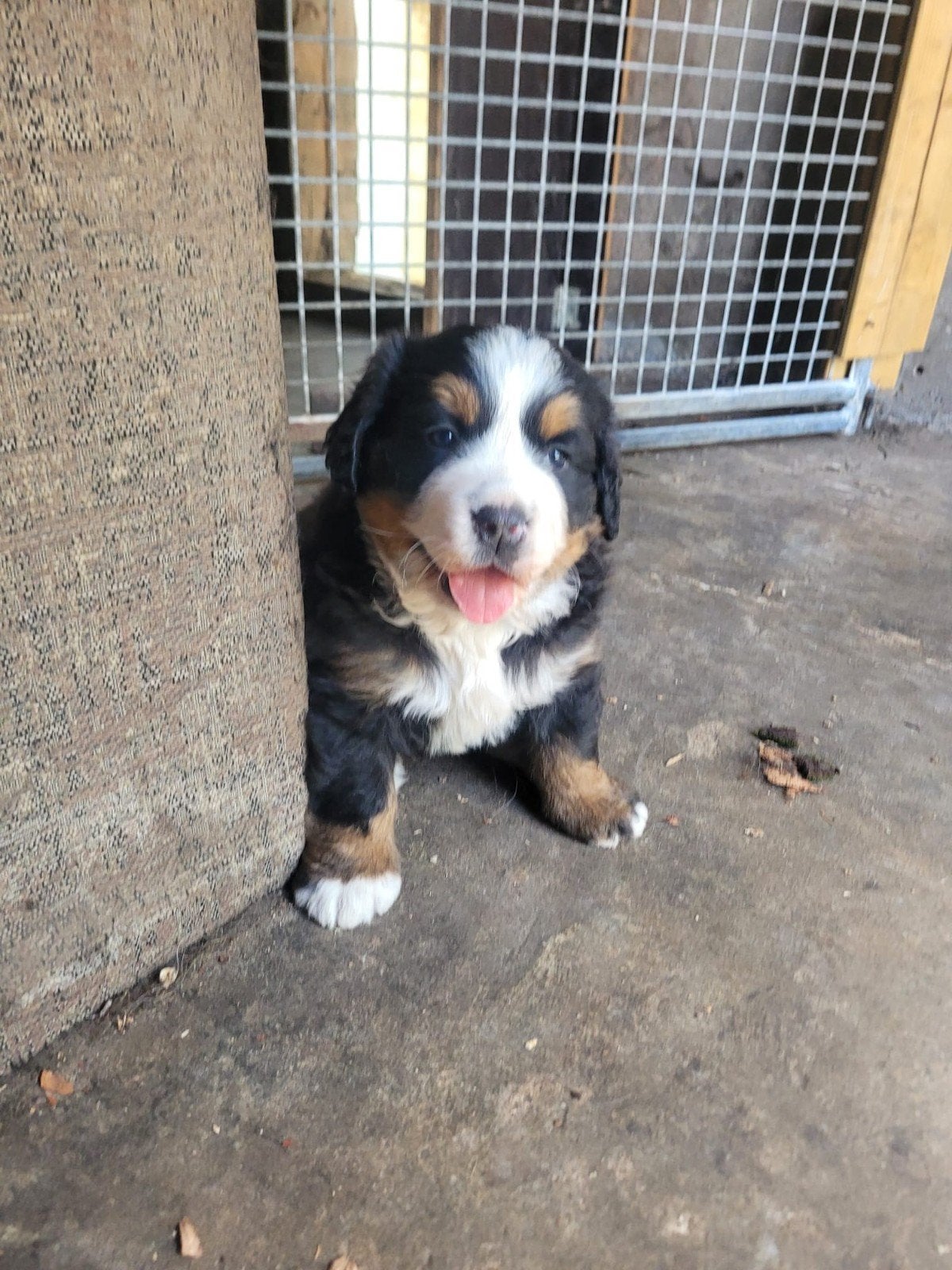 Berner sennen pup met stamboom, 8 tot 15 weken, Teef, Eén hond, Nederland