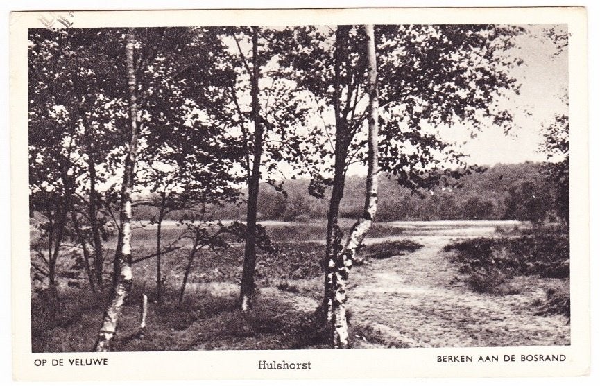 Hulshorst bij Nunspeet Veluwe - Berken aan de Bosrand, Verzenden, 1940 tot 1960, Gelopen, Gelderland