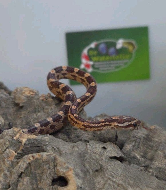 Rattenslang Rat Snake - unknown for sale from De Waterlelie BV