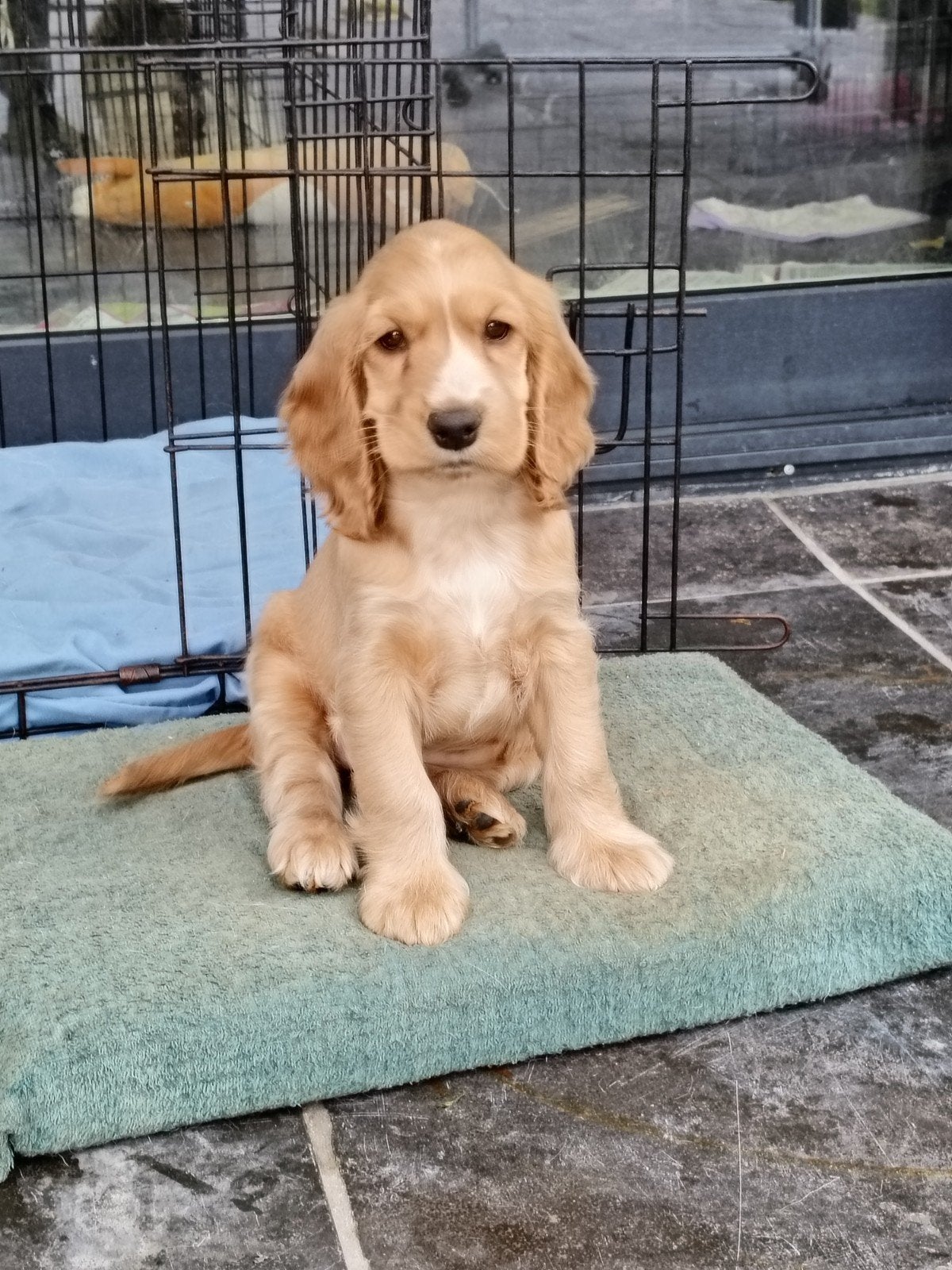 Engelse cocker spaniël pup, CDV (hondenziekte), 8 tot 15 weken, Teef, Eén hond