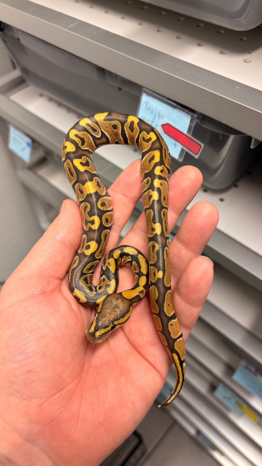 Hypo 100% het clown ball python Ball Python photo 2