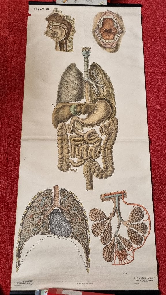 Barge anatomische wandkaarten, Ophalen, Natuur en Biologie