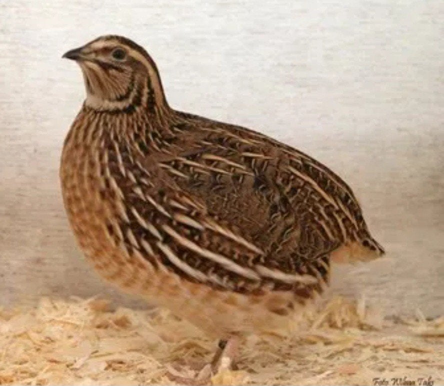 Prachtige Japanse kwartels! Vele kleuren, Meerdere dieren, Overige soorten