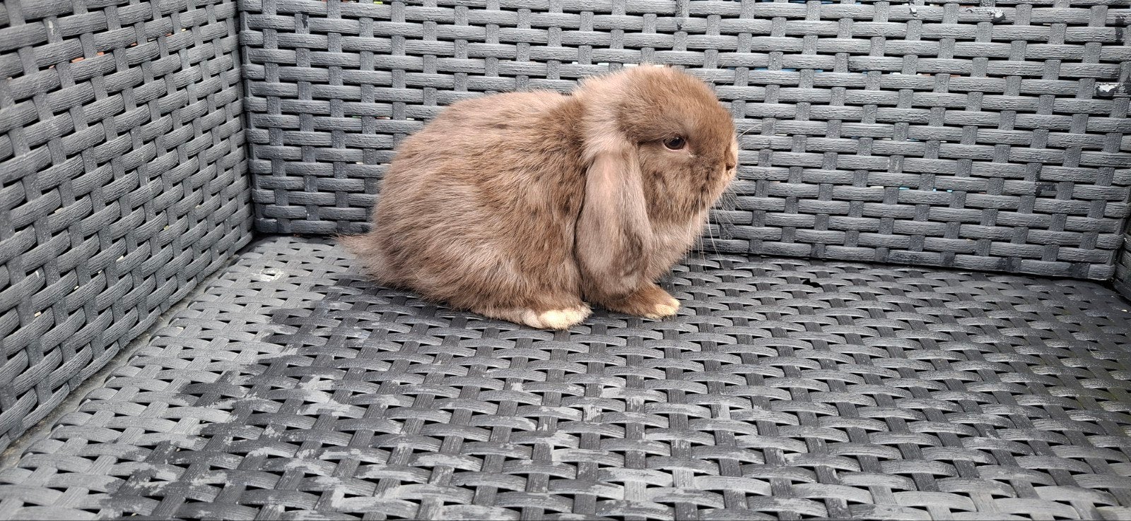 NHD x Mini lop rammetjes. ingeënt, Dieren en Toebehoren, Konijnen, Mannelijk, Dwerg, Hangoor, 0 tot 2 jaar