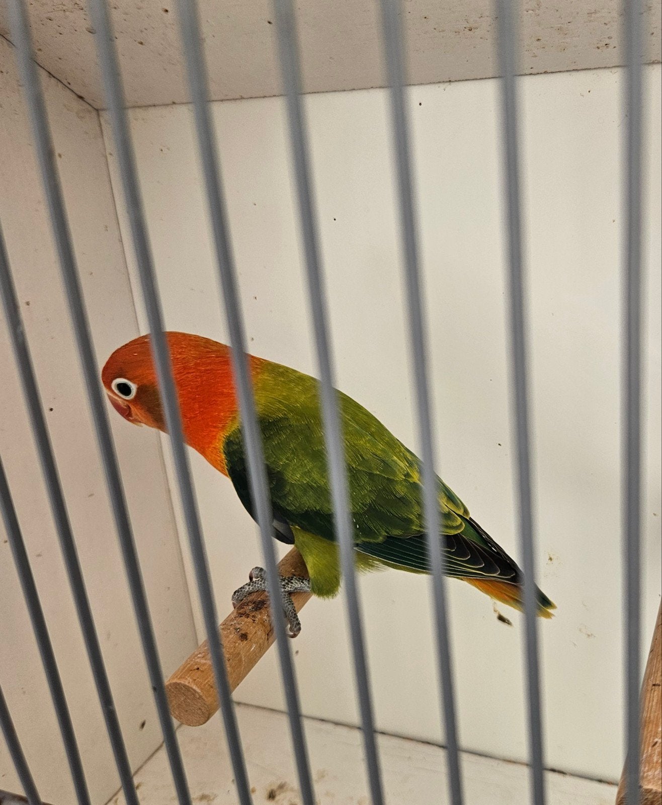 agapornis fischeri, Geslacht onbekend, Dwergpapegaai of Agapornis, Geringd