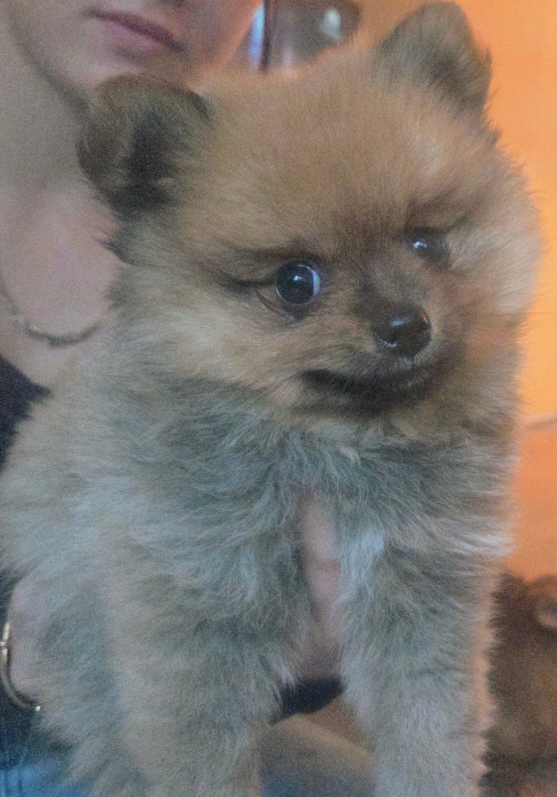 Pomeriaan pup reutje🩵, Dieren en Toebehoren, Eén hond, Nederland, Particulier, Reu