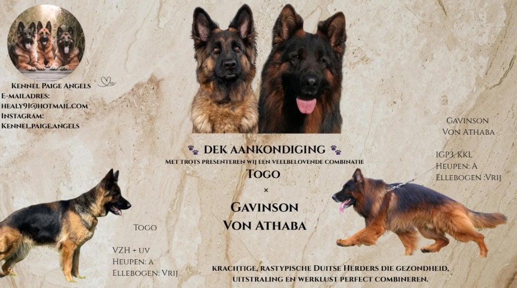 Dekaankondiging Lang stokhaar Duitse herder pups, Dieren en Toebehoren, 8 tot 15 weken, Meerdere, Meerdere dieren, Herder