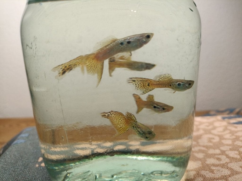 Gguppy male (color yellow cobra) voor €1.5, Vis, Zoetwatervis