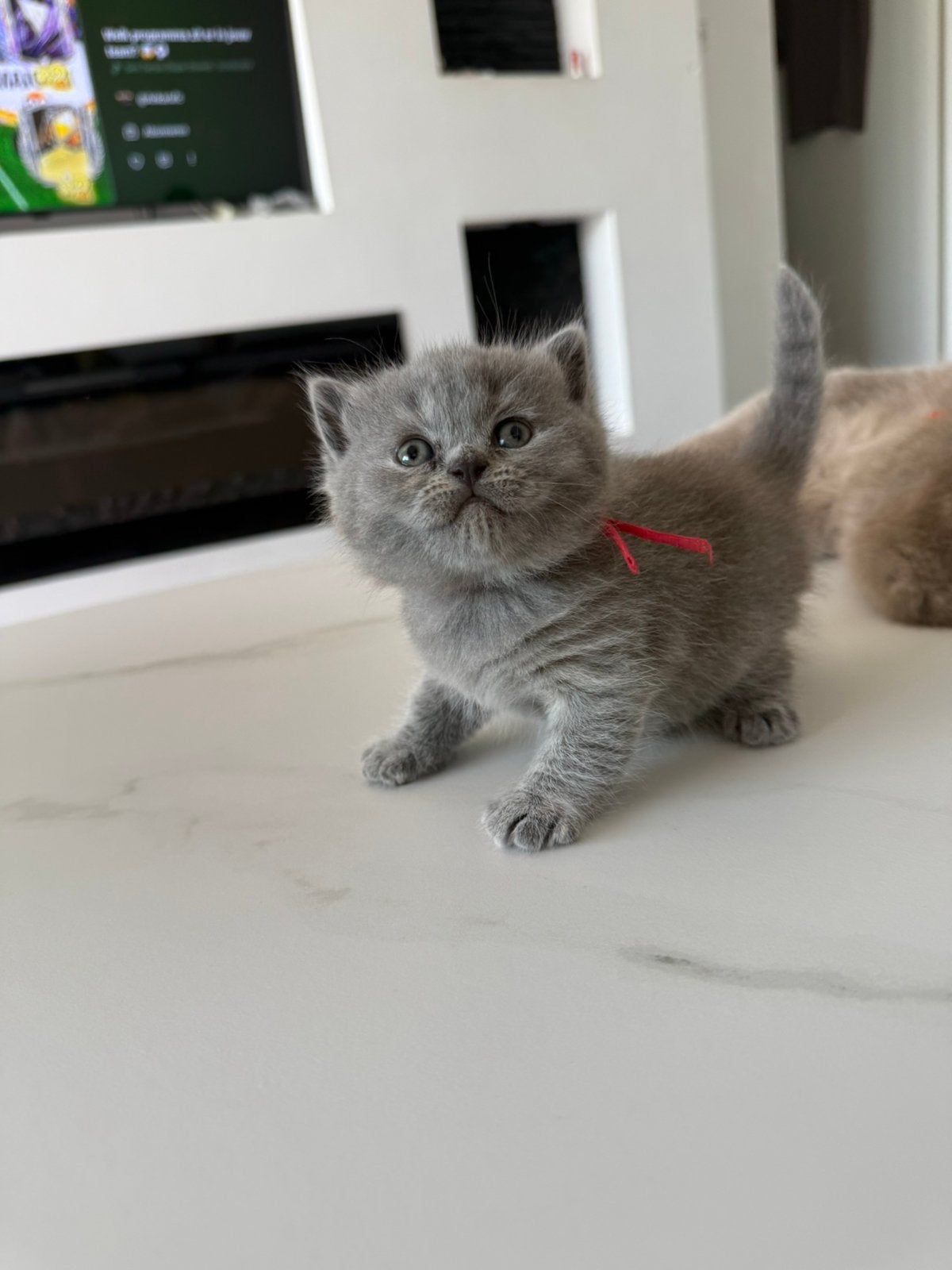 LAATSTE POESJE ! Britse korthaar kittens | blauw/fawn/lilac, Meerdere dieren, Ontwormd