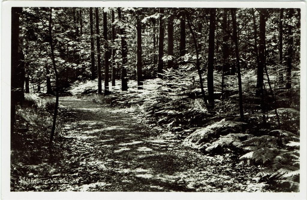 Esbeek – Hertgang Varenbos van Landgoed ‘De Utrecht’., Ophalen of Verzenden, 1960 tot 1980, Gelopen, Noord-Brabant