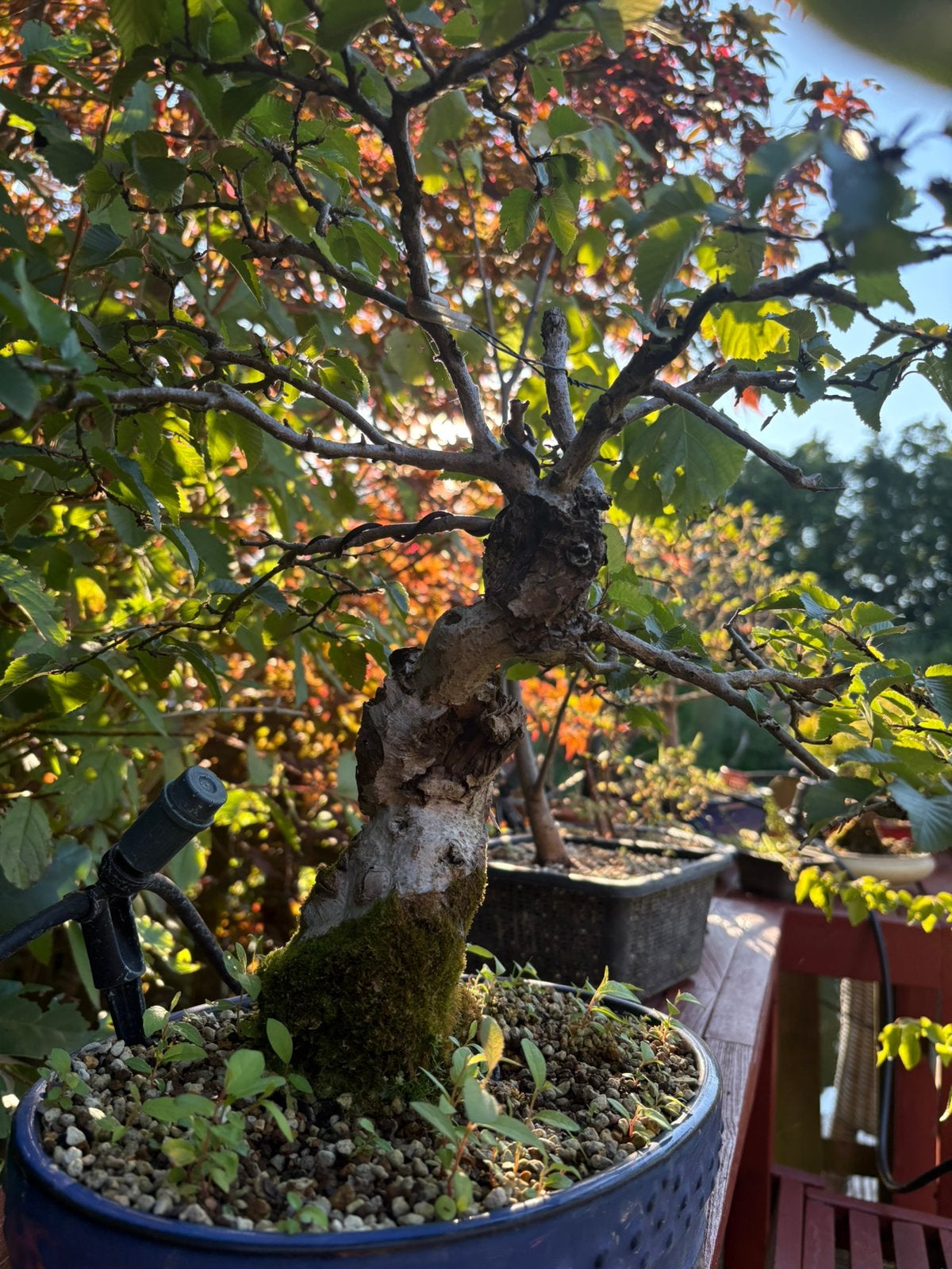 Betula Bonsai, Ophalen, Bloeit niet, Halfschaduw, Overige soorten