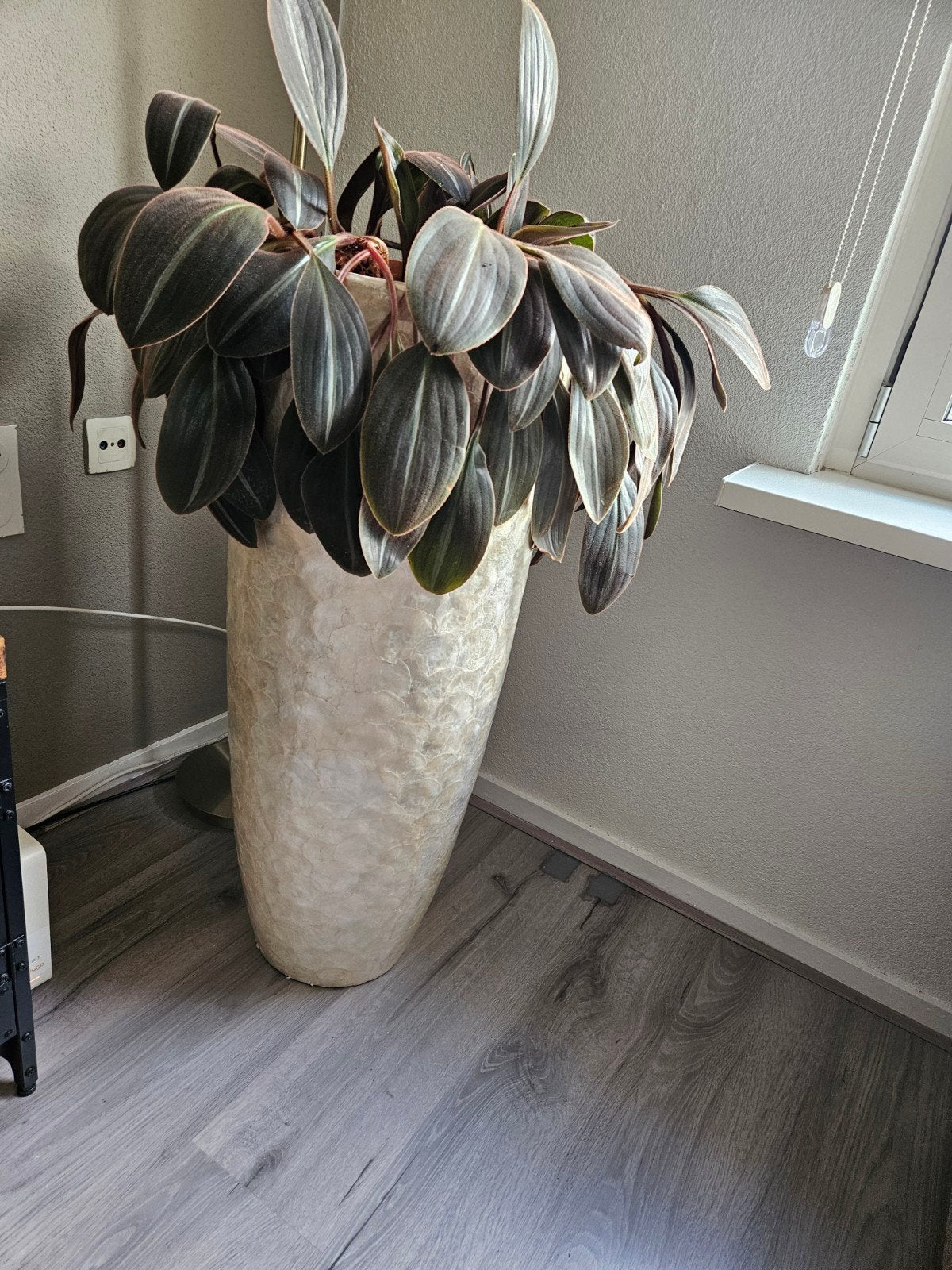 Grote kamerplant met unieke bladeren in pot, Ophalen, 100 tot 150 cm, Overige soorten, Halfschaduw