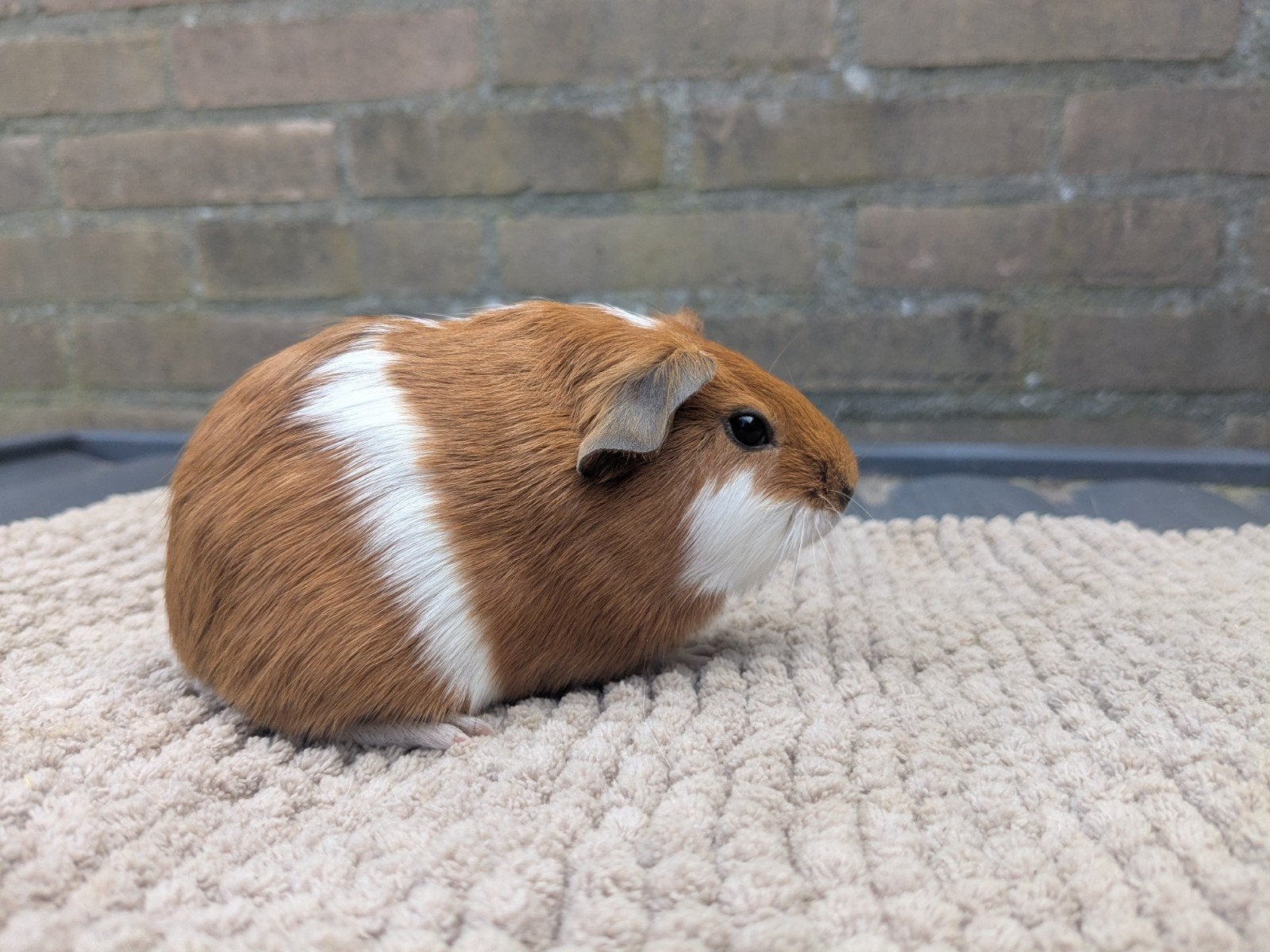 Mooi Cavia zeugje, Dieren en Toebehoren, September, Vrouwelijk, Cavia