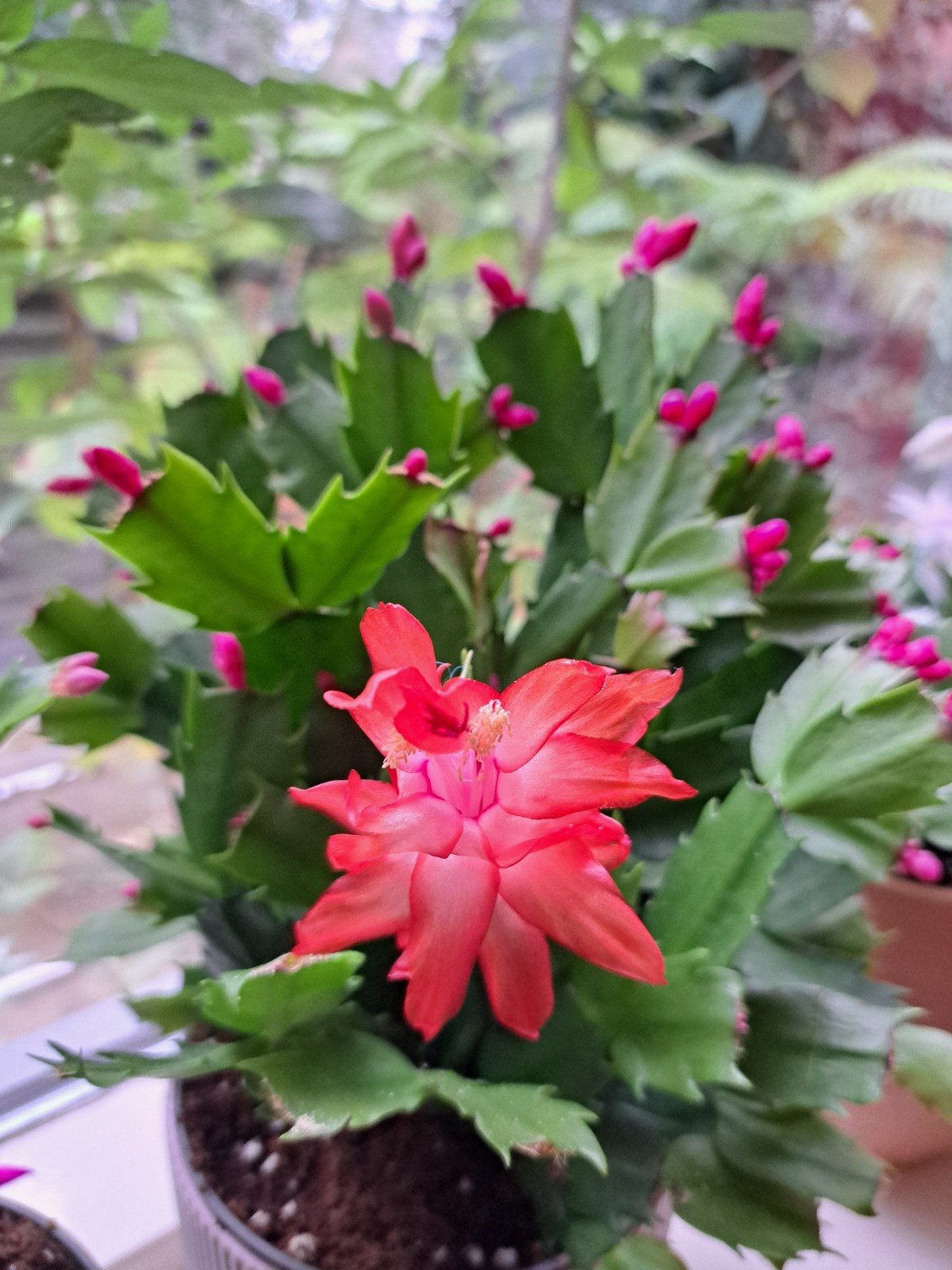 Schlumbergera lidcactus 'Dulcinea' stekjes (3-5 segmenten), Huis en Inrichting, Cactus, Minder dan 100 cm, Bloeiende kamerplant