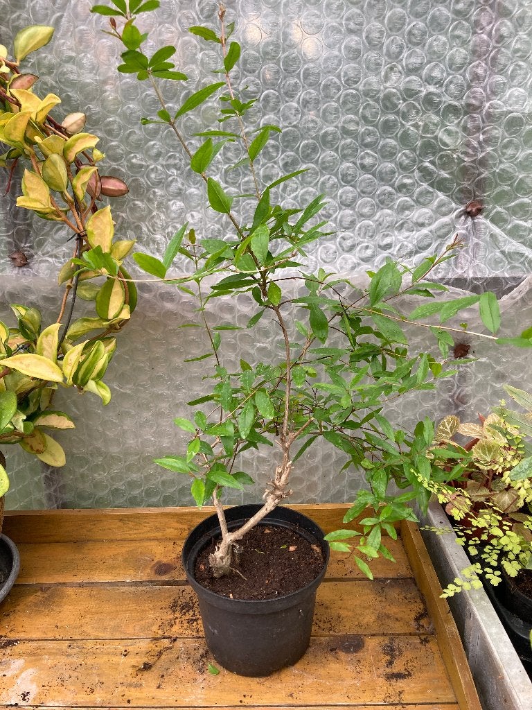Granaatappel plant (Punica), Ophalen, Volle zon, Vaste plant, Zomer