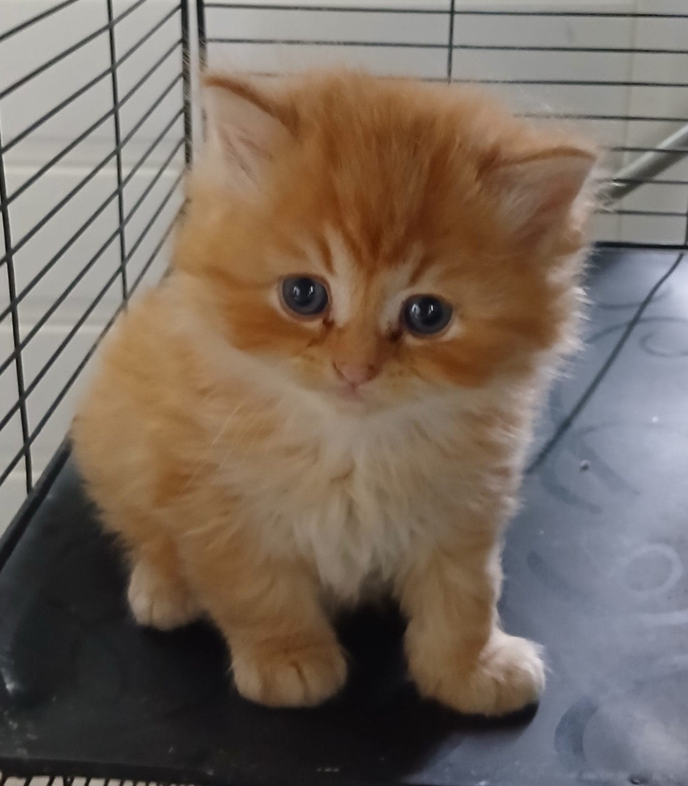 Zeer mooie Britse Langhaar Kittens, Meerdere dieren, Gechipt, 0 tot 2 jaar