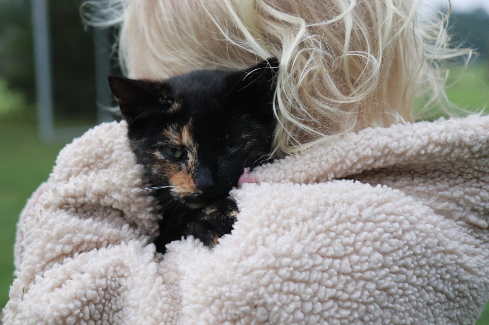 poesje - kitten, Poes, 0 tot 2 jaar