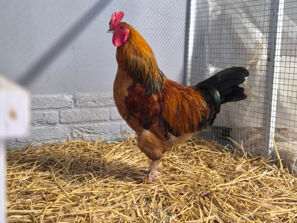 Haan, Dieren en Toebehoren, Mannelijk, Kip