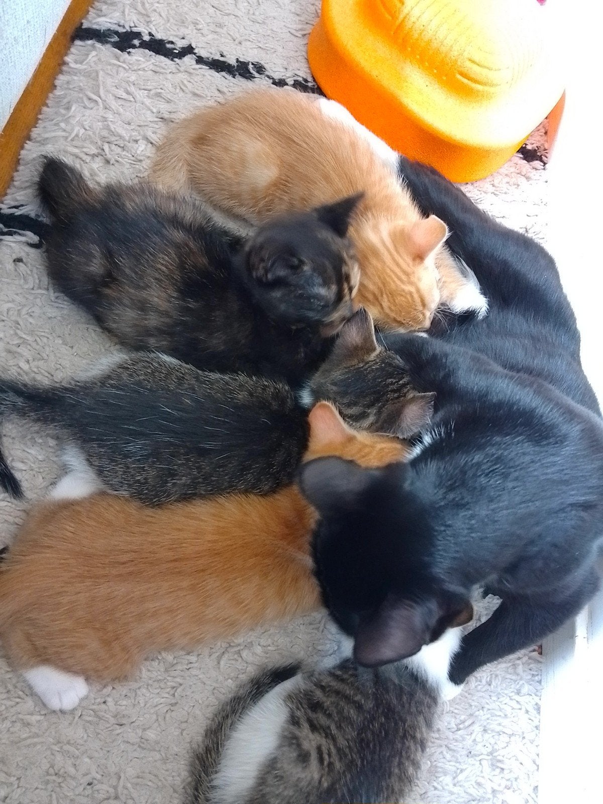 lieve kittens rood/cypers/lap, Dieren en Toebehoren, Meerdere dieren, Kortharig, 0 tot 2 jaar