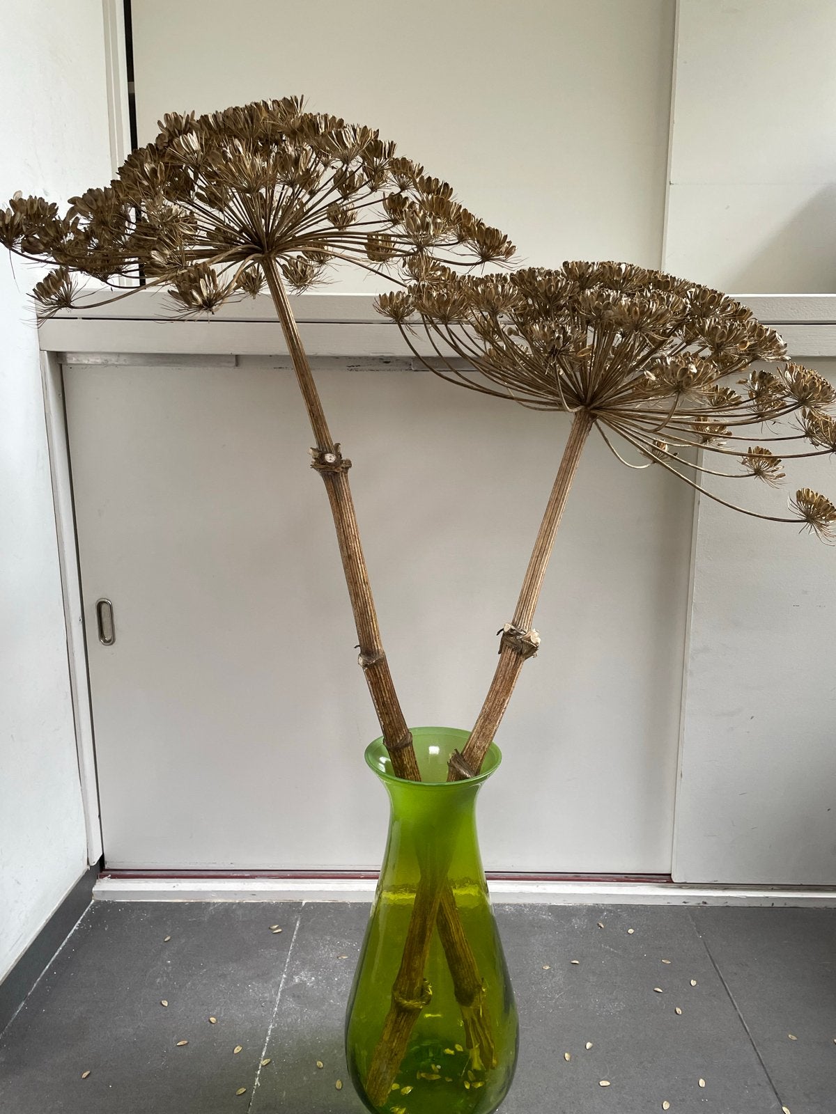 2 gedroogde berenklauwen - 1 meter hoog, Ophalen, Bruin, Natuurlijk materiaal, Nieuw