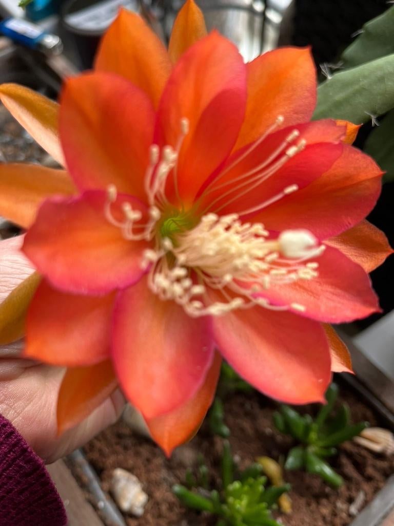 epiphyllum cactus ein tolles ding gewortelde stekken, Minder dan 100 cm, Bloeiende kamerplant, Halfschaduw, Ophalen of Verzenden