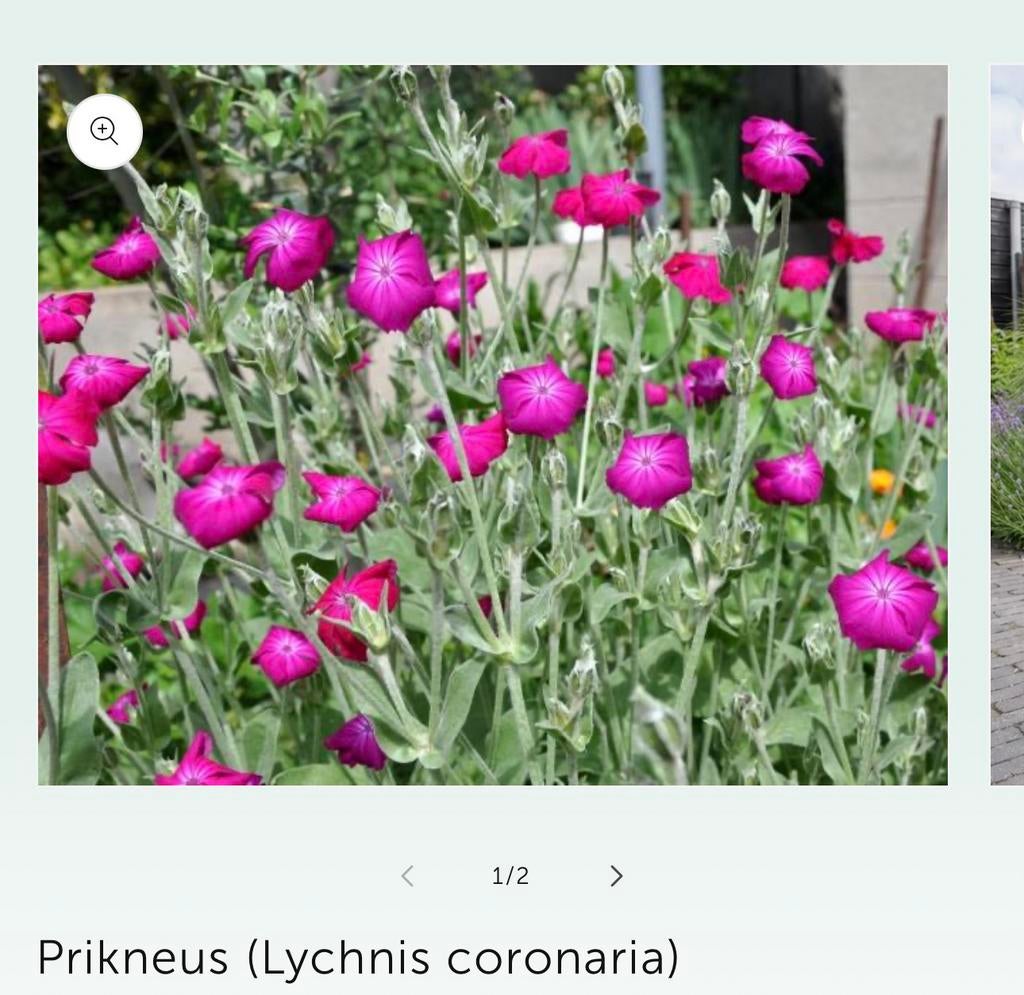 Roze prikneus , lychnis coronaria, Tuin en Terras, Ophalen of Verzenden, Overige soorten, Volle zon