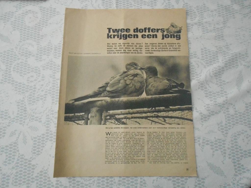 Duiven. Twee doffers krijgen een jong. 1965., Ophalen of Verzenden, 1960 tot 1980, Knipsel(s)