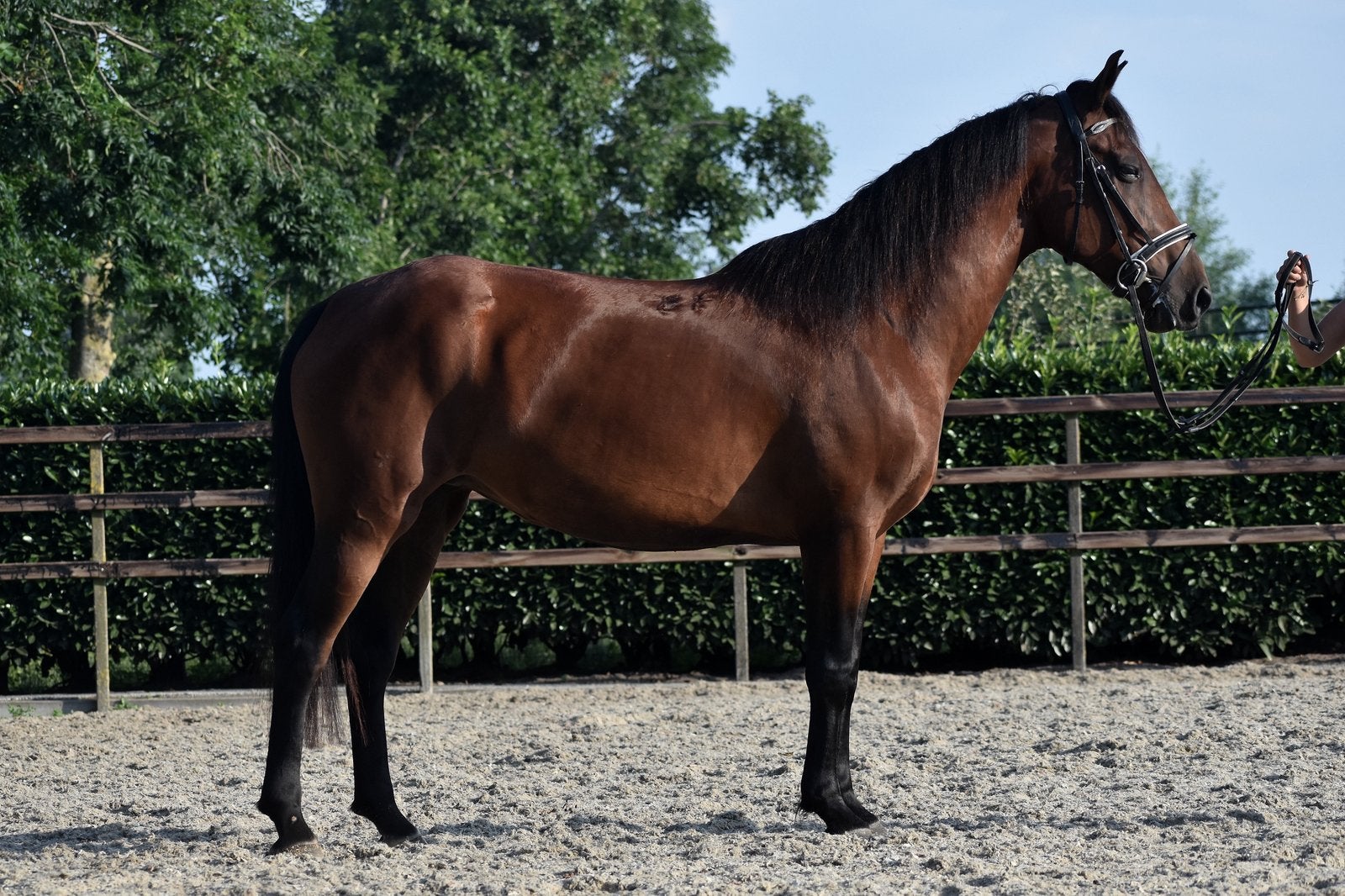 Top brave en makkelijk te rijden E pony merrie, Dieren en Toebehoren, Pony's, Merrie, B, E pony (1.48m - 1.57m), Recreatiepony