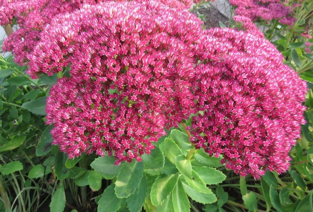 Vaste plant : Sedum spectabile  5 euro, Volle zon, Vaste plant, Zomer, Ophalen