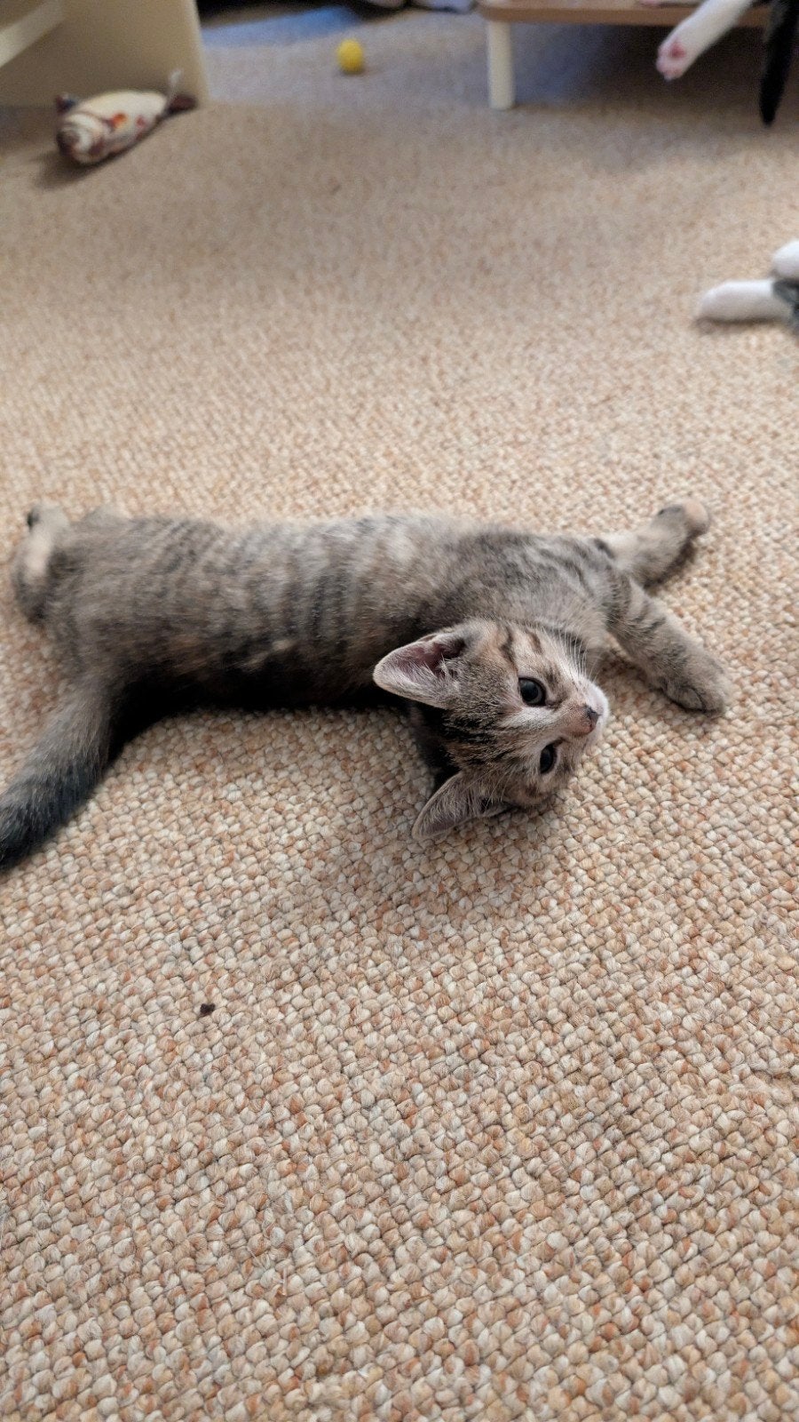 5 prachtige britse korthaar kruising kittens