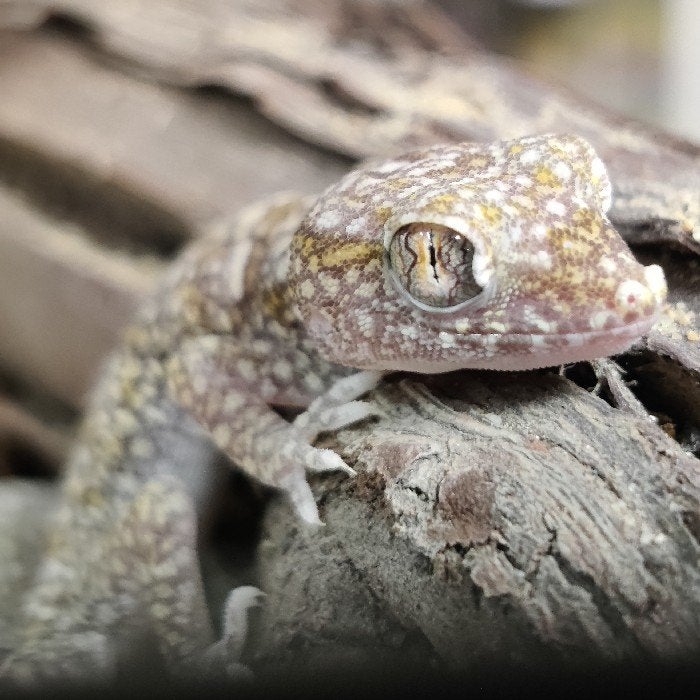 Stenodactylus sthenodactylus, Dieren en Toebehoren, Reptielen en Amfibieën, Hagedis, 0 tot 2 jaar