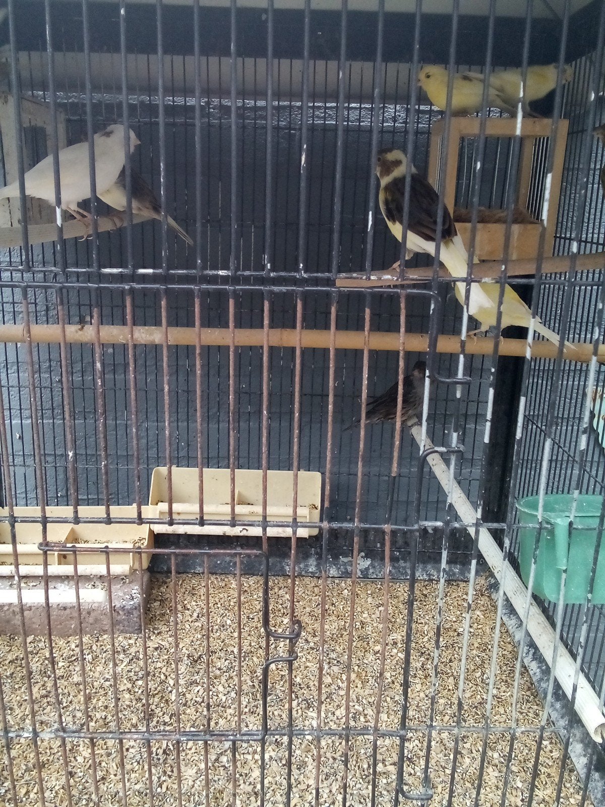 te koop diverse jonge kanaries, Dieren en Toebehoren, Meerdere dieren, Kleurkanarie