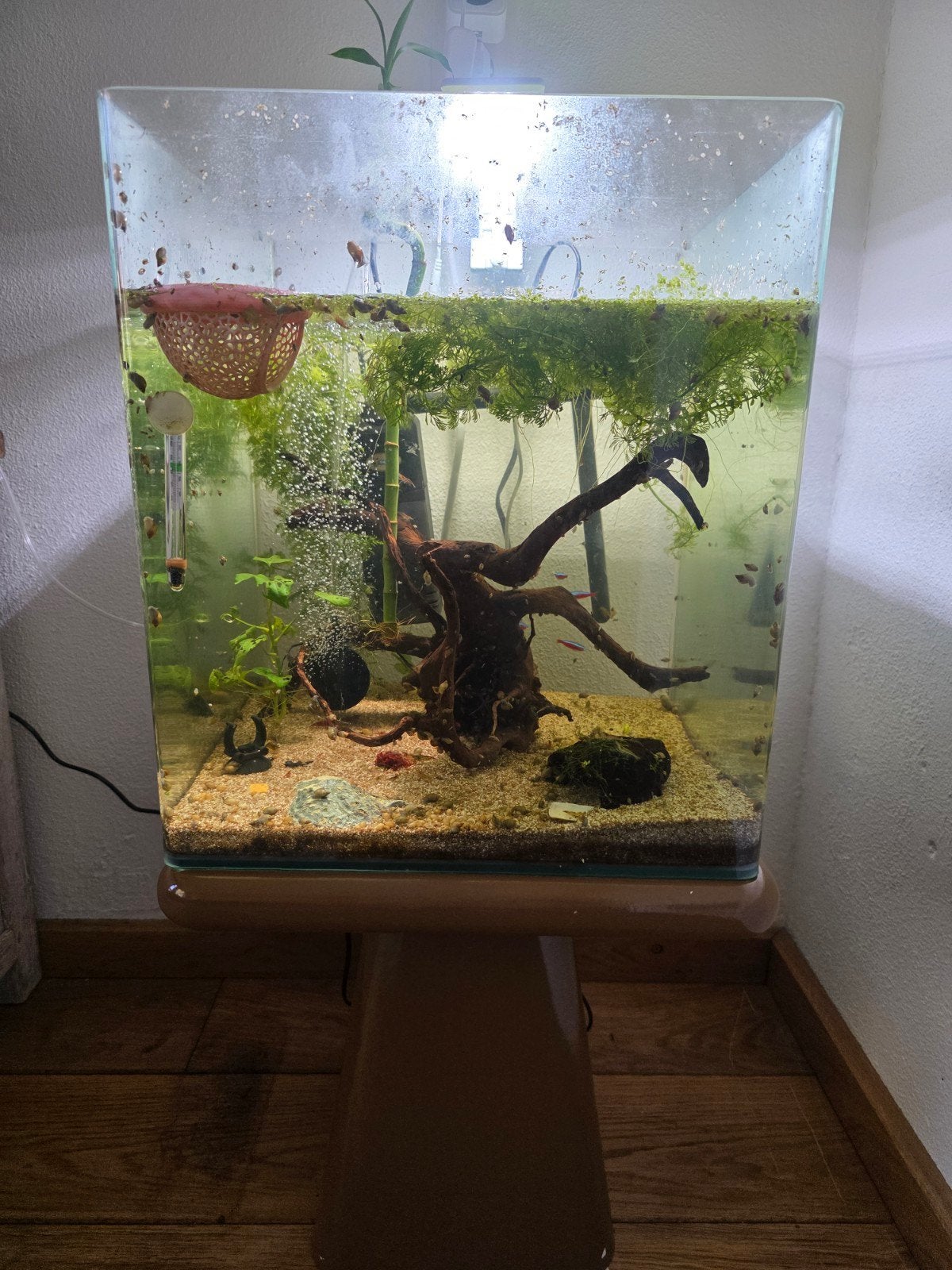 aquarium warm comleet met vissen en gernalen, Ophalen, Zo goed als nieuw