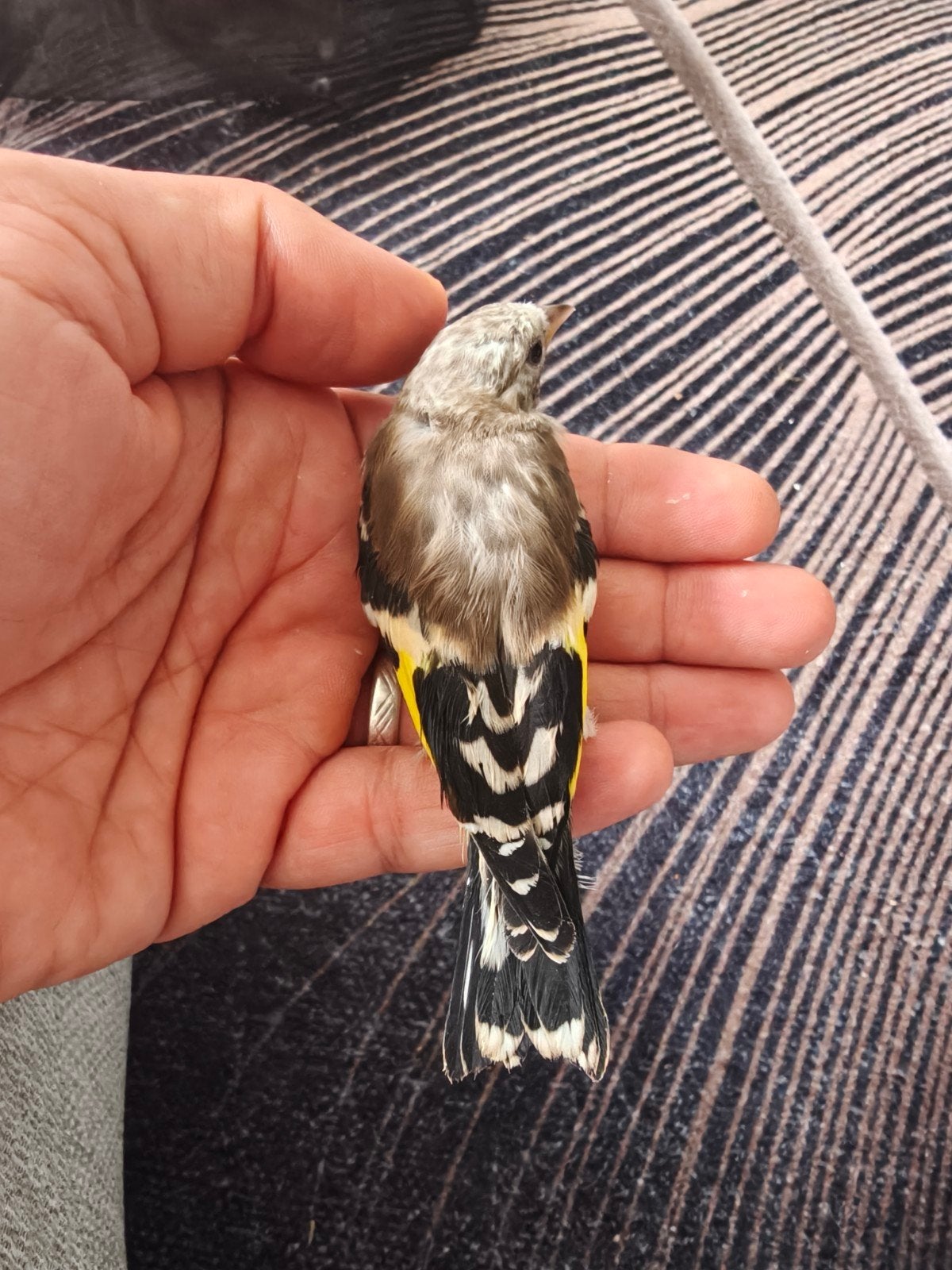 Mooie kleine koppel parva putter, Meerdere dieren, Wildzangvogel