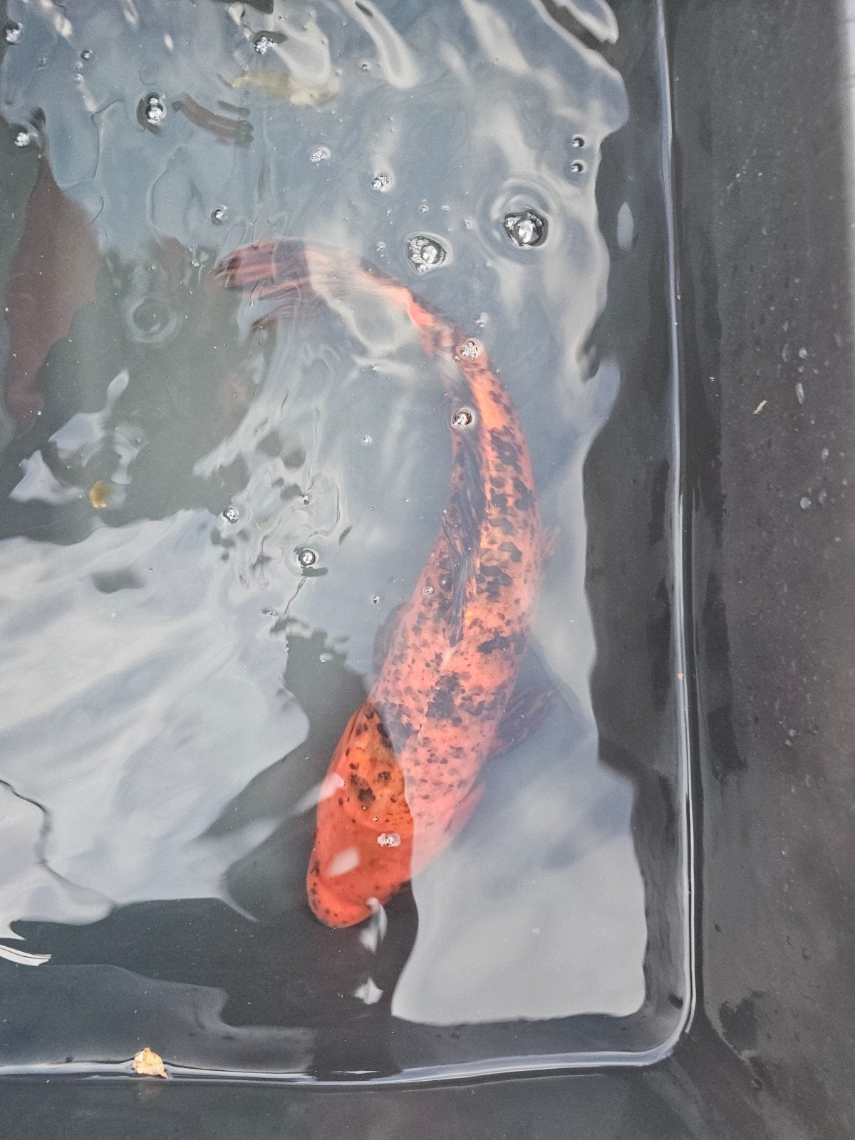 Koi karper, Dieren en Toebehoren, Vissen | Vijvervissen, Karper of Koi