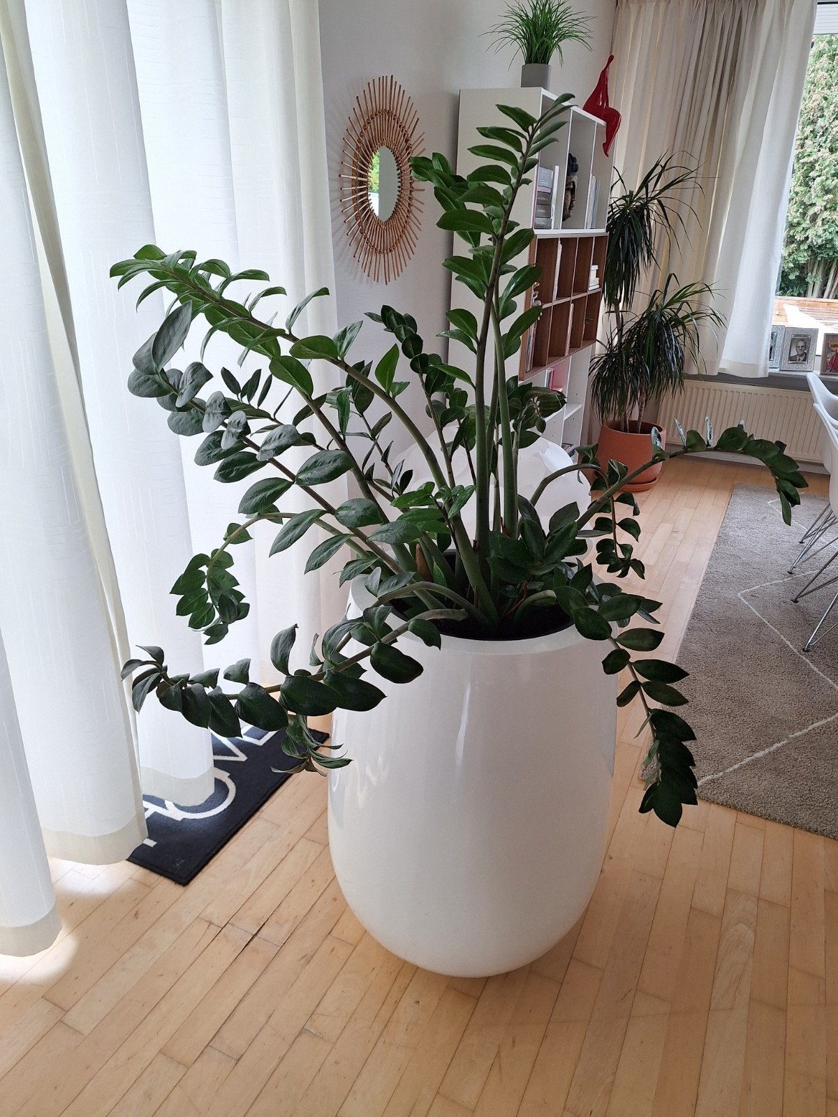 Plant Zamioculas., Ophalen, Vetplant, Halfschaduw, Minder dan 100 cm