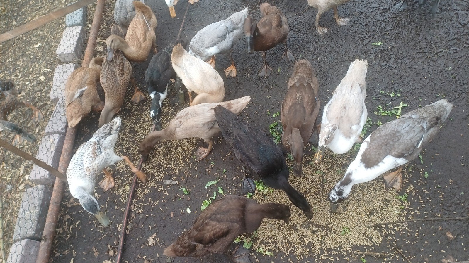 prachtige jonge loopeenden vrouwen en woerden, Dieren en Toebehoren, Pluimvee, Meerdere dieren, Eend
