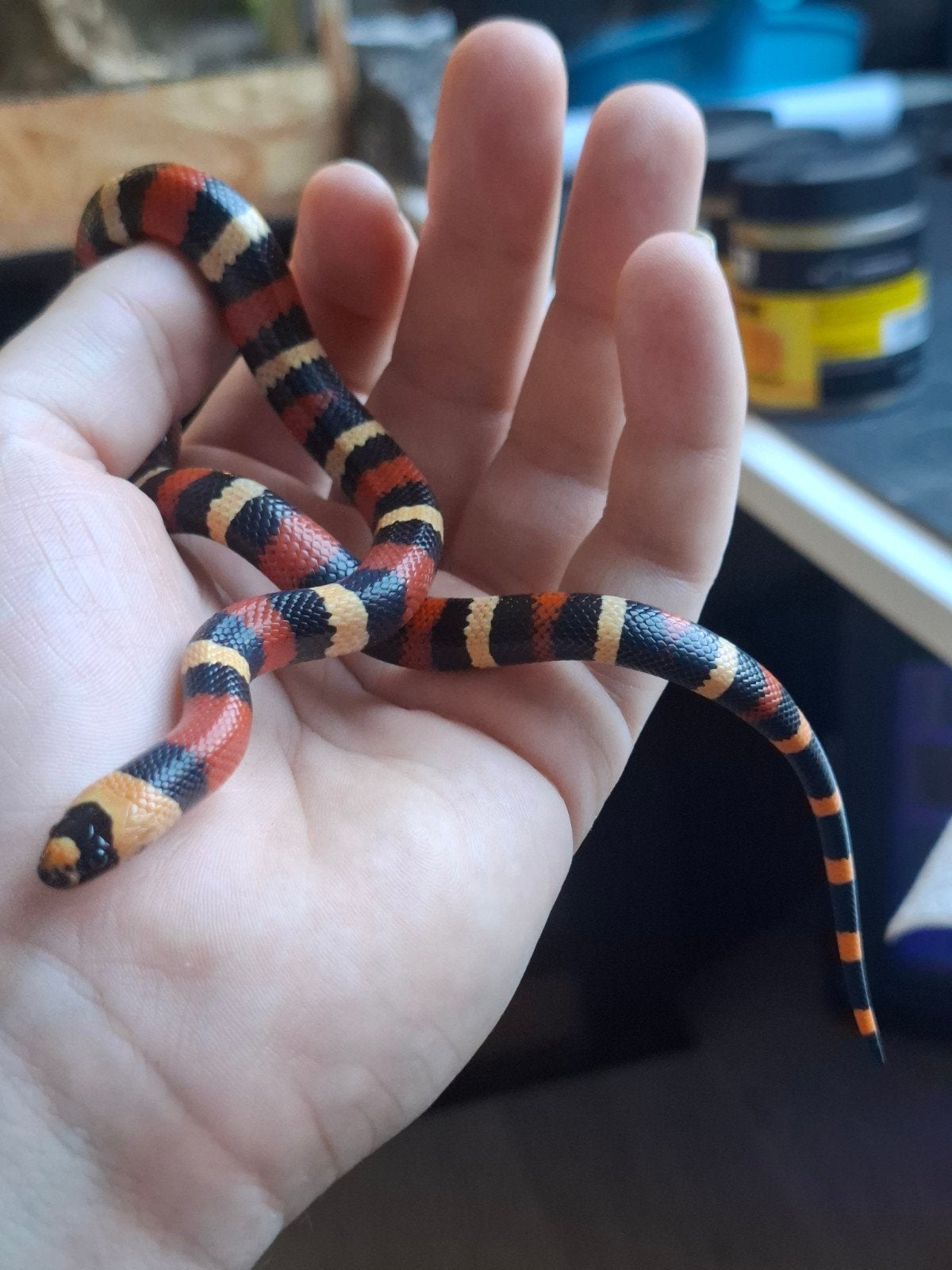 melkslang l. campbelli Milk Snake photo 3
