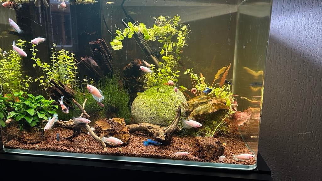Mooi aquarium met afgeronde hoeken, Dieren en Toebehoren, Ophalen, Zo goed als nieuw