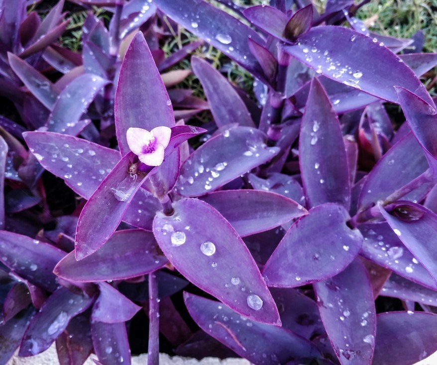 Tradescantia Pallida ‘Purple Heart’ – gewortelde planten, Vetplant, Minder dan 100 cm, Bloeiende kamerplant, Halfschaduw