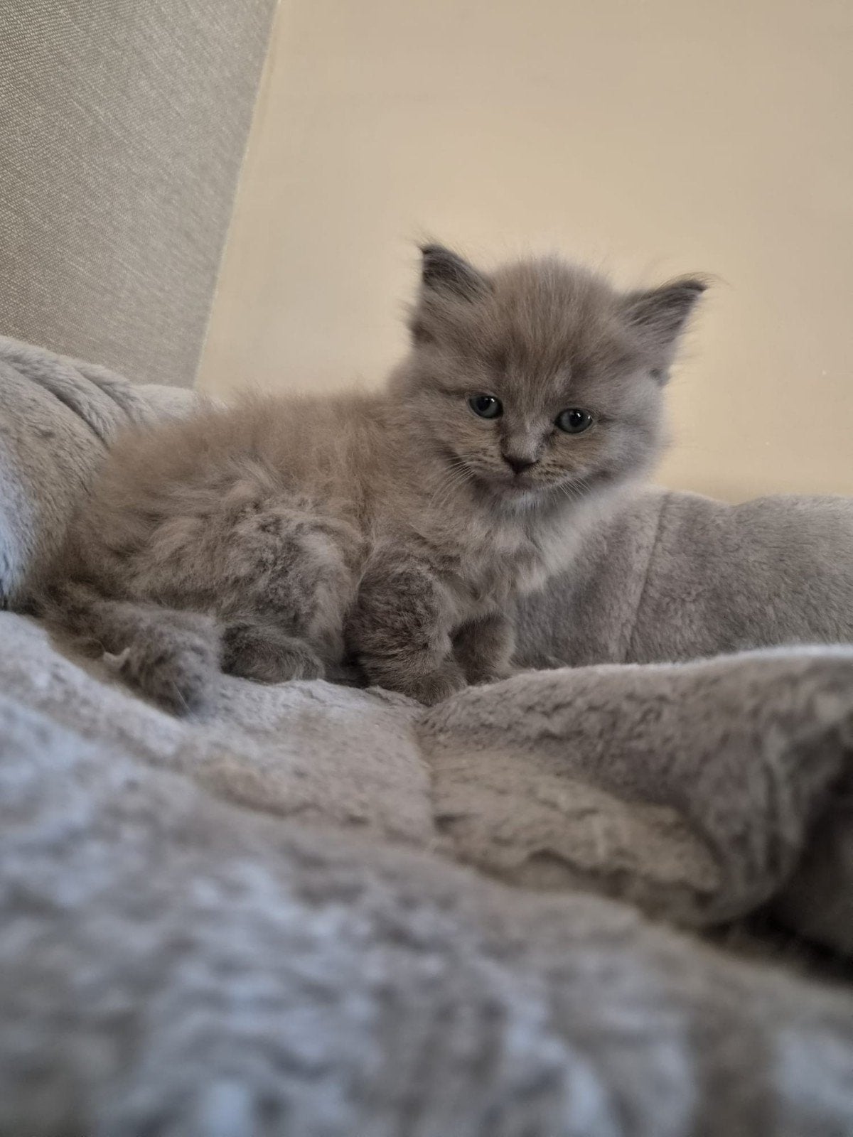 Ragdoll kittens, Meerdere dieren