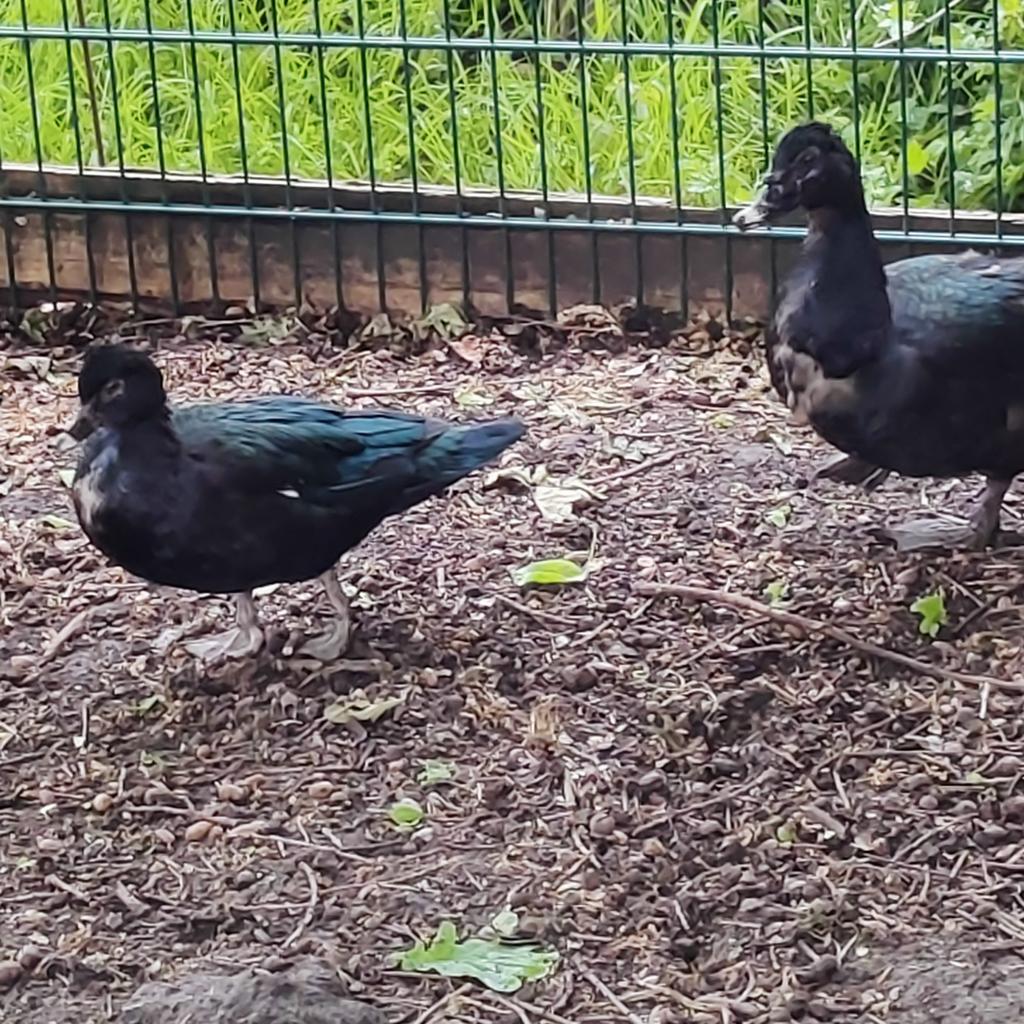 Oorspronkelijke muskuseenden, Dieren en Toebehoren, Meerdere dieren, Eend
