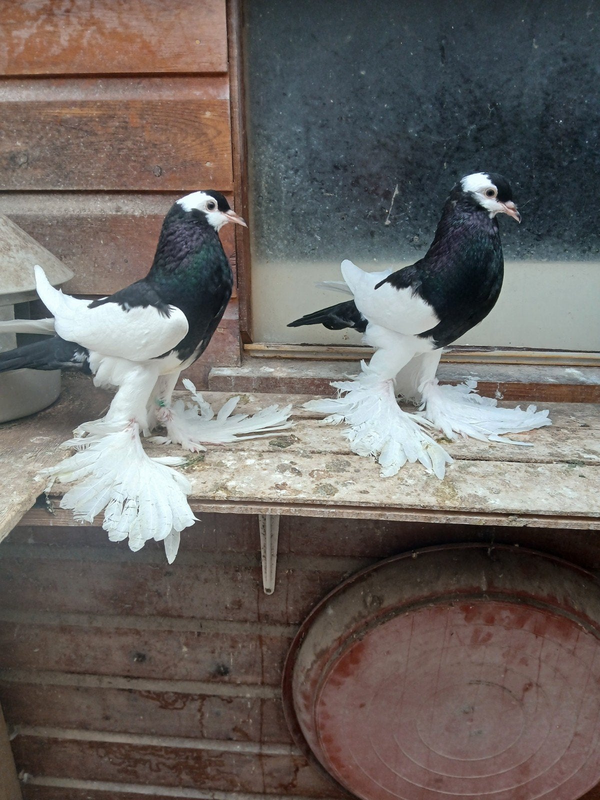vv ekster kroppers jong, Dieren en Toebehoren, Vogels | Duiven, Postduif