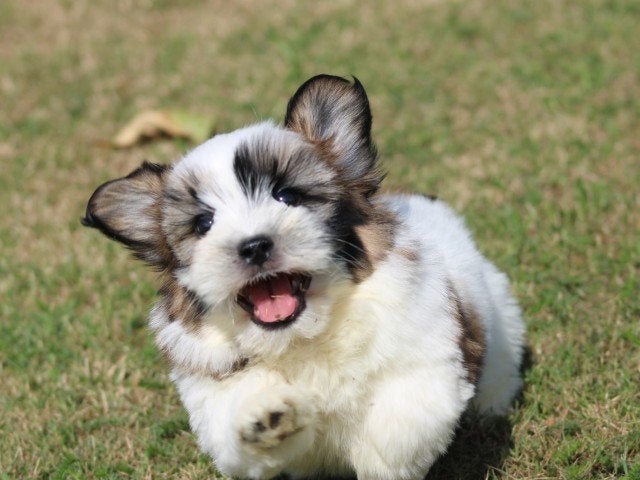 Boomer pups, Dieren en Toebehoren, Honden | Chihuahua's en Gezelschapshonden, Nederland, Parvo, Overige rassen, 8 tot 15 weken
