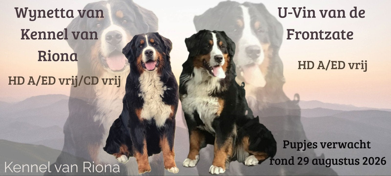 Prachtige Berner Sennen pups – nog enkele beschikbaar ️, Dieren en Toebehoren, België, Parvo, Meerdere, Meerdere dieren