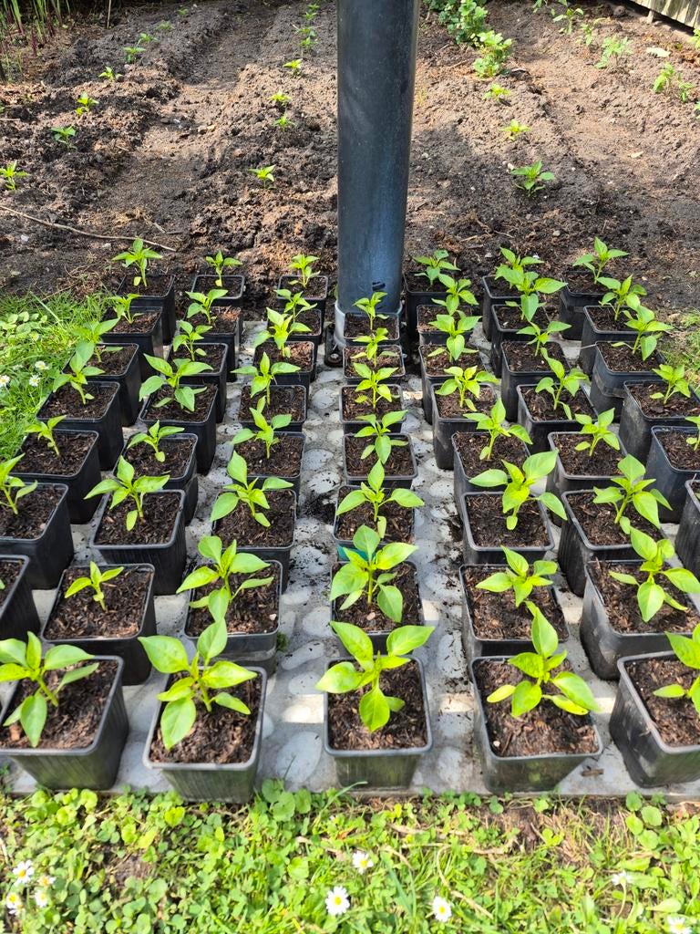 Paprika planten, Tuin en Terras, Ophalen, Eenjarig, Groenteplanten, Volle zon