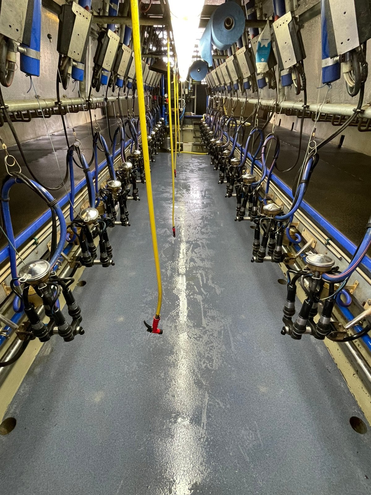 Delaval 2x12 melkstal bouwjaar 2011 beschikbaar december, Dieren en Toebehoren, Stalling